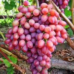 vinograda-kishmish-luchistyj